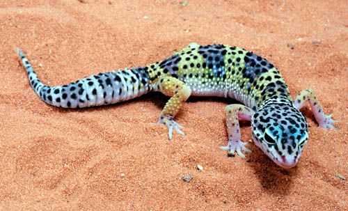 Gecko