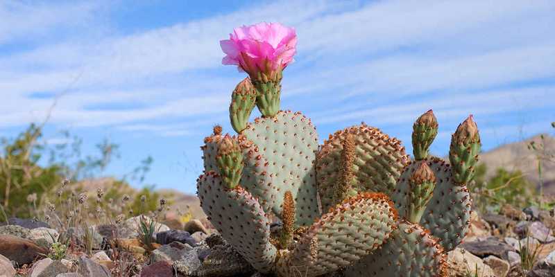 Cactus