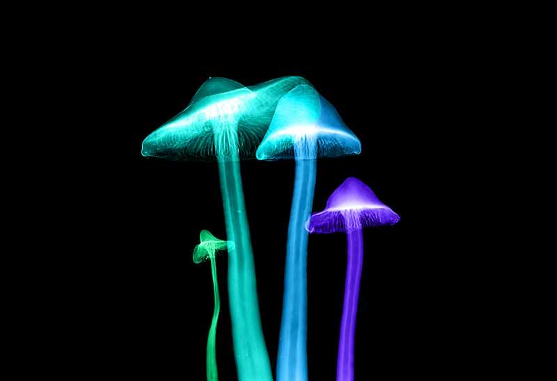 Glowing Mushrooms