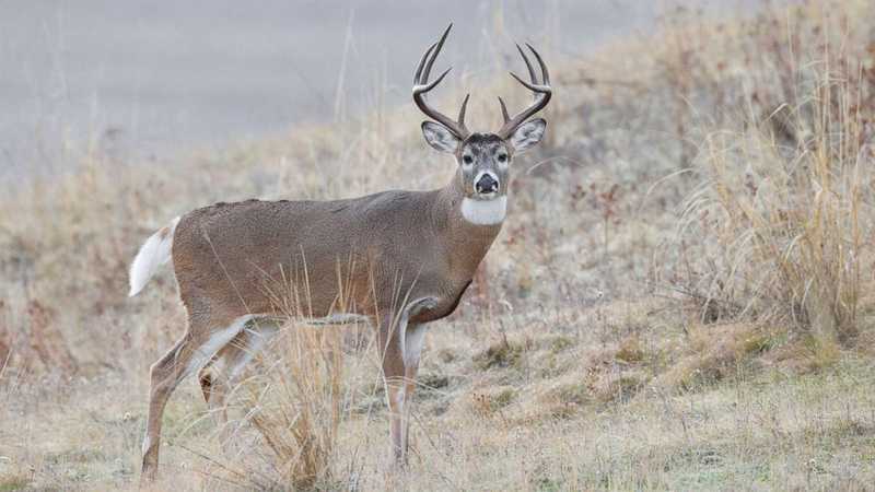 Venison