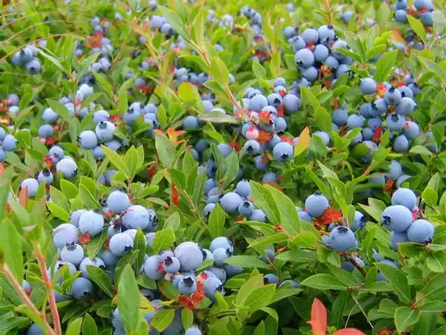 Blue Berries