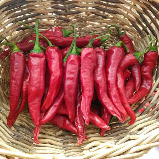 Hot Pepper